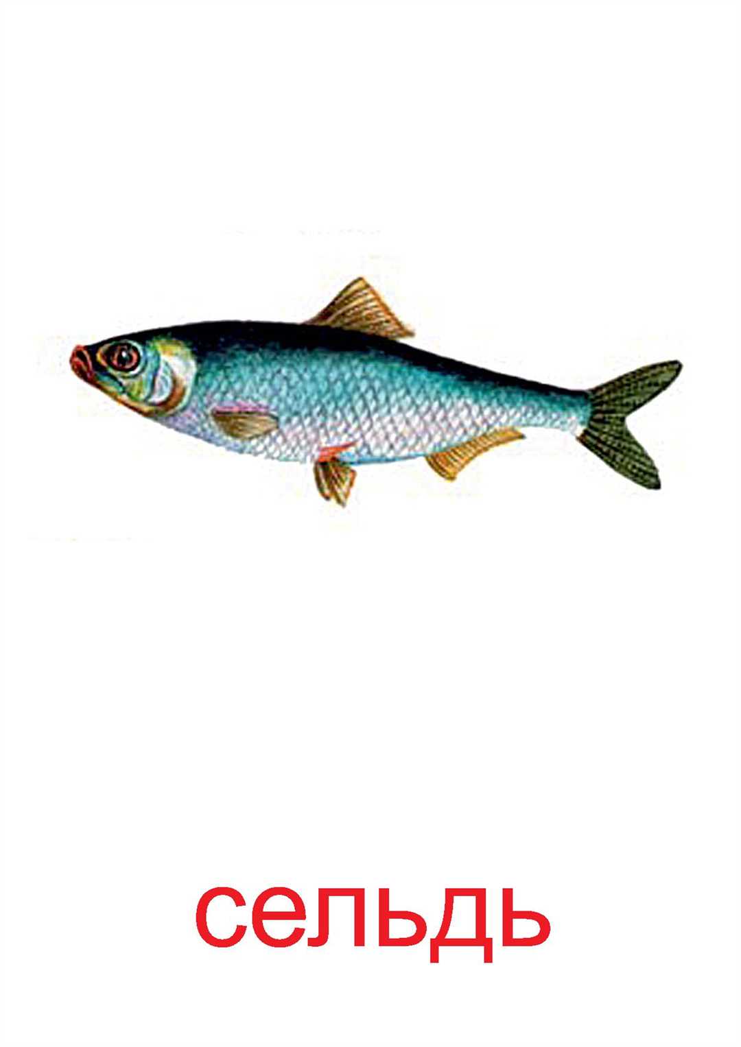 2. Разнообразие рыбы в рационе