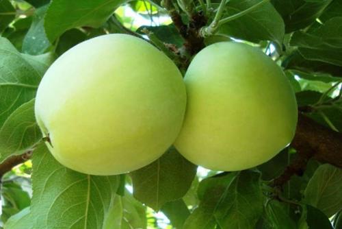 Как приготовить яблочный компот. Общие постулаты приготовления