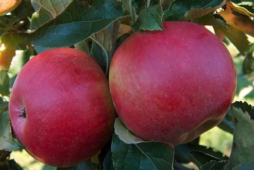 Как приготовить яблочный компот. Общие постулаты приготовления