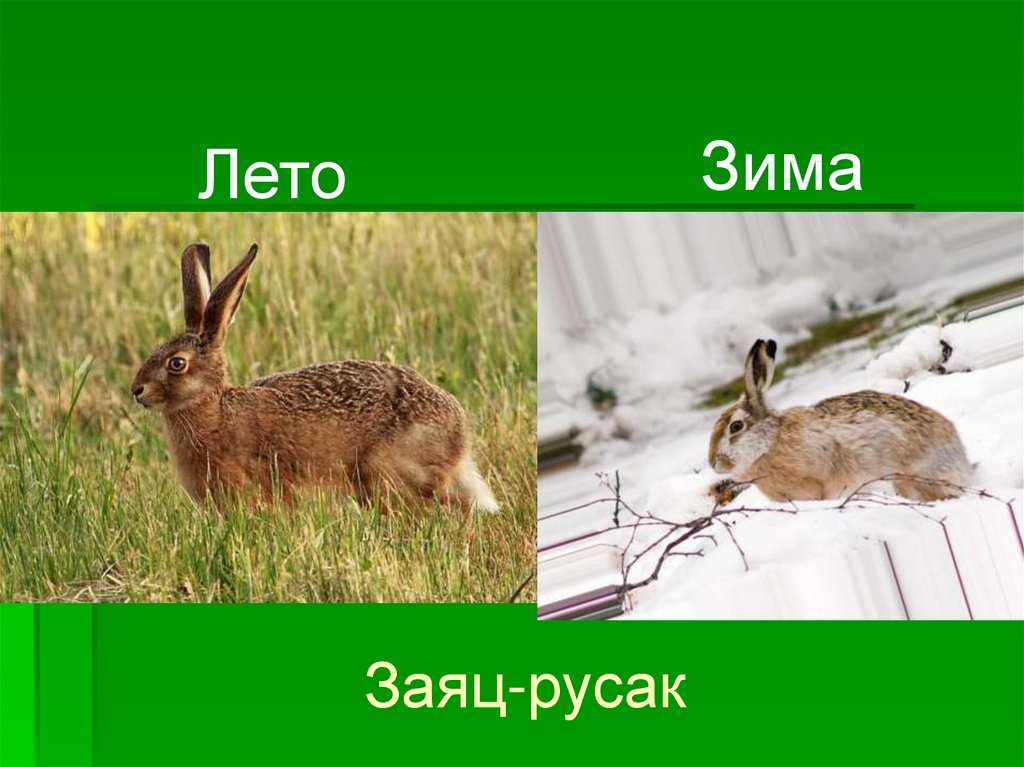 Зайцы питаются летом и осенью и зимой и весной следующими продуктами: