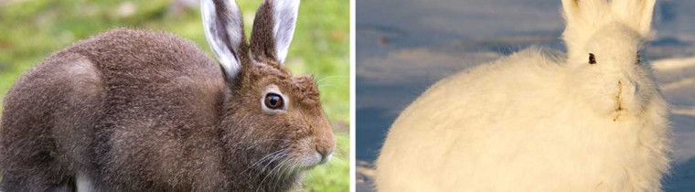 Питание зайцев на разных временах года - летом, осенью, зимой и весной